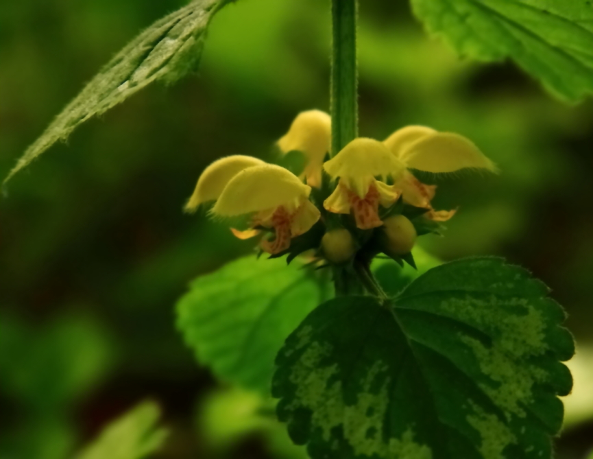 2011 05 01 IMG 30114e